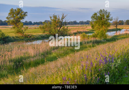 Reitwein, Allemagne. 31 mai, 2019. Chaude lumière brille peu après le lever du soleil sur le paysage à la frontière germano-polonaise Oder. Crédit : Patrick Pleul/dpa-Zentralbild/ZB/dpa/Alamy Live News Banque D'Images