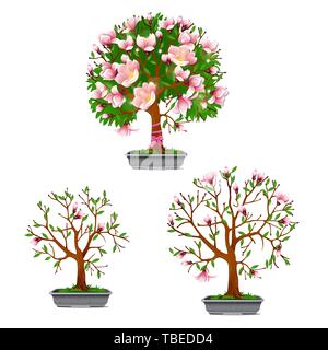 Le stade de croissance de la floraison des azalées bonsaï isolé sur un fond blanc. Cartoon vector illustration close-up. Illustration de Vecteur