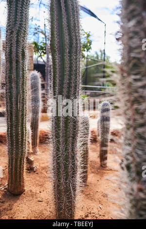 Cactus épineux poussant sur la terre Banque D'Images