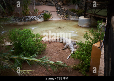 Gros crocodiles dans un environnement artificiel Banque D'Images