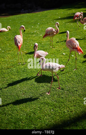 Des flamants roses sur l'herbe (Phoenicopterus roseus) champ Banque D'Images