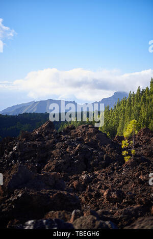 Pins poussant sur un paysage volcanique à Tenerife, Îles Canaries, Espagne Banque D'Images