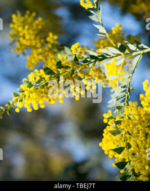 Acacia cultriformis australienne fleurs jaune vif Banque D'Images