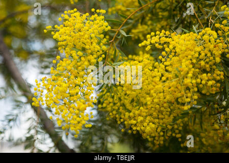 Close-up of Australian acacia cultriformis fleurs jaune vif Banque D'Images