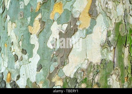 Vieux sycomore (Platanus orientalis) écorce/texture couche externe - horizontale, Close up avec lumière naturelle. Banque D'Images