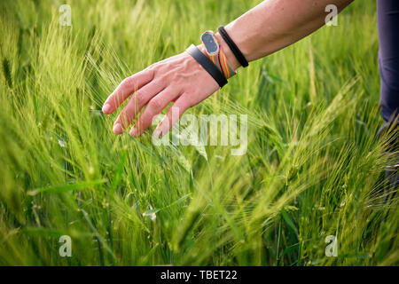 La femme en caressant les pointes de seigle/oreilles, tout en portant plusieurs bracelets et un tracker. La lumière naturelle dans l'après-midi de printemps, dans un frais, vert, fie Banque D'Images