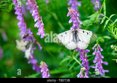 (Parnassius apollo assombries de Mnémosyne), une espèce de papillon papillons machaons (Papilionidae) famille, trouvés dans l'écozone paléarctique. Location Banque D'Images