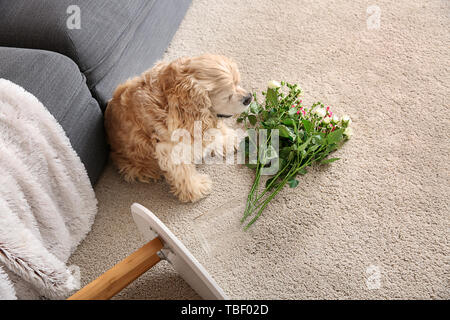 Naughty Dog et abandonné vase avec fleurs sur un tapis Banque D'Images