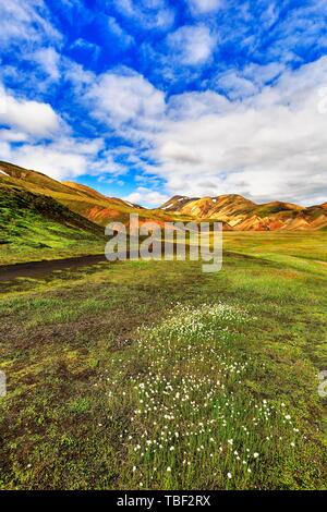 Prairie marécageuse avec de la laine d'herbe dans la vallée, les montagnes de rhyolite colorées derrière elle, paysage volcanique, Landmannalaugar, Highlands, l'Islande Banque D'Images