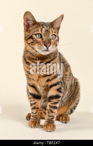 Breedcat Toyger (Felis silvestris catus), femelle, 8 mois, de couleur brown tabby mackerel, brown mackerel, assis, Autriche Banque D'Images