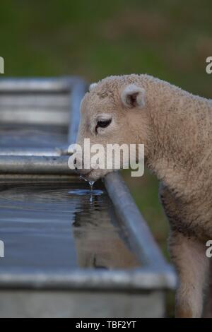 Branche de l'agneau (Ovis aries) boire d'un creux, Suffolk, Angleterre, Royaume-Uni Banque D'Images