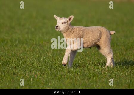 Branche de l'agneau (Ovis aries) à travers un champ d'herbe, Suffolk, Angleterre, Royaume-Uni Banque D'Images