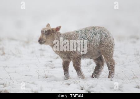 Branche de l'agneau (Ovis aries) dans un champ couvert de neige, Suffolk, Angleterre, Royaume-Uni Banque D'Images