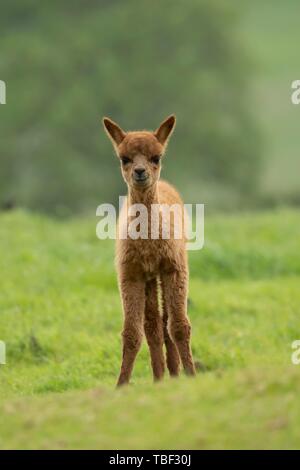 Alpaca (Vicugna pacos) juvénile, debout dans un champ d'herbe, Dorset, Angleterre, Royaume-Uni Banque D'Images