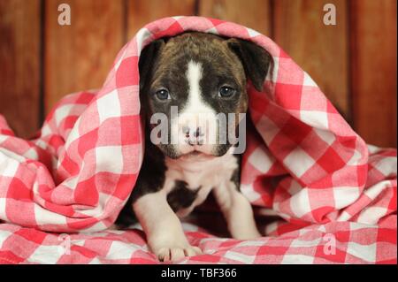 American Staffordshire Terrier, chiot 5 semaines, bringé avec blanc, est assis sous une couverture à carreaux, Autriche Banque D'Images