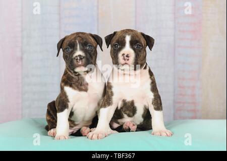 American Staffordshire Terrier, deux chiots 5 semaines, bringé avec blanc, assis sur une couverture, Autriche Banque D'Images