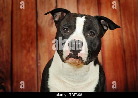 American Staffordshire Terrier, mâle, noir et blanc, portrait des animaux, Autriche Banque D'Images