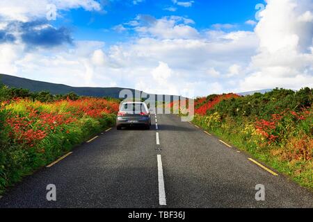 Les lecteurs de voiture sur route de campagne par campagne irlandaise en fleurs, péninsule de Dingle, Kerry, Irlande Banque D'Images