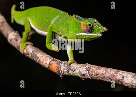 Glam-rock chamaleon (Furcifer timoni), homme sur branch, Montagne d'Ambre Parc National, au nord de Madagascar, Madagascar Banque D'Images