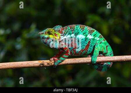 Caméléon panthère (Furcifer pardalis), homme sur branch, Nosy Faly, Madagascar Banque D'Images