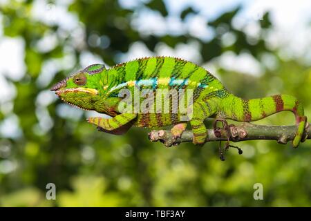 Caméléon panthère (Furcifer pardalis), homme sur branch, Ambilobe, région Diana, Madagascar Banque D'Images