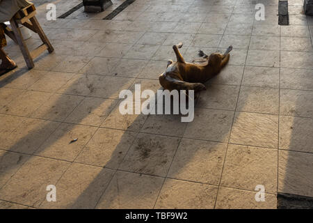 Un chien bali noir dormir sur le plancher dans le soleil du matin que l'arrière-plan donne une très belle ombre d'arrière-plan Banque D'Images