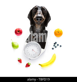Chien saucisse avec mauvaise conscience pour l'embonpoint, et pour perdre du poids , debout sur une échelle personnelle, isolé sur fond blanc et frais vegan Banque D'Images