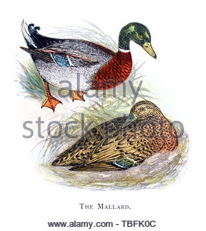 Le Canard colvert (Anas platyrhynchos), publié en 1898 illustration vintage Banque D'Images