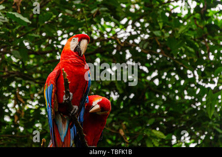 Couple de perroquets rouge dans la mangrove du Rio Guayas. Guayaquil, Équateur Banque D'Images