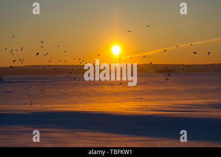 Champ d'hiver coucher de soleil sur sentier. Banque D'Images