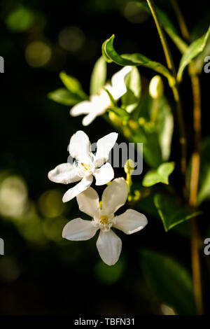 Des boutons de fleurs de jasmin dans la nature libre dans la lumière du soleil, de l'Asie Banque D'Images