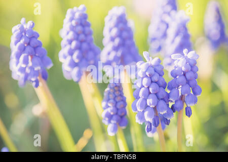 Les petites fleurs violettes avec pétales ronds comme des bourgeons, des muscaris poussent sur Spring Garden Banque D'Images