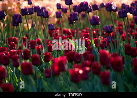 Close-up de tulipes fleurissent dans les prés, arrière-plan flou. Coucher du soleil la lumière. Banque D'Images