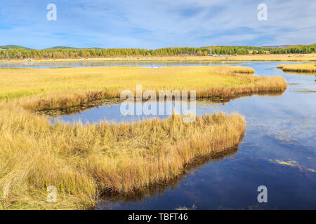 Qixing Lake Automne couleur dans les zones humides des Prairies Saihanba National Forest Park, Paddock County, Province de Hebei Banque D'Images