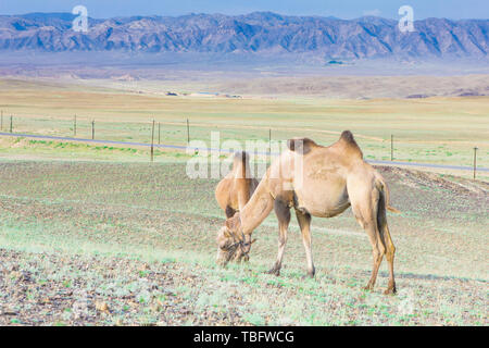 En été, un pâturage sur le désert de Gobi bimodale à Fuyun County, au Xinjiang Banque D'Images