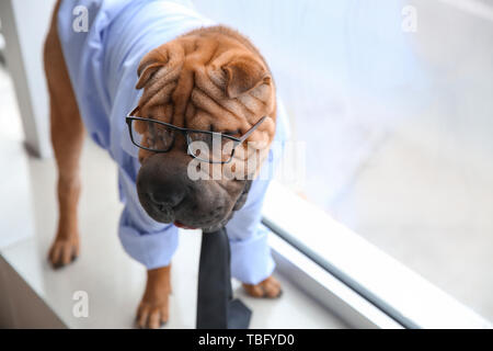 Cute funny dog habillé en fenêtre près de man Banque D'Images