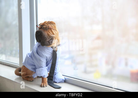 Cute funny dog habillé en fenêtre près de man Banque D'Images