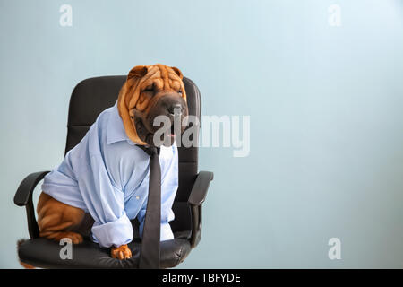 Cute funny dog habillé en businessman sitting on chair Banque D'Images