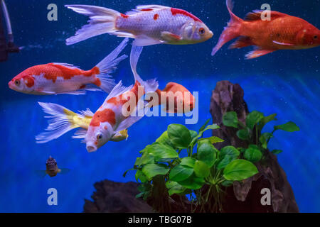 Poissons d'aquarium dans un aquarium écologique. Banque D'Images