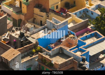 Toits de la ville bleue de Jodhpur Banque D'Images