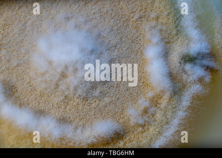 La croissance des moisissures sur gélose Banque D'Images