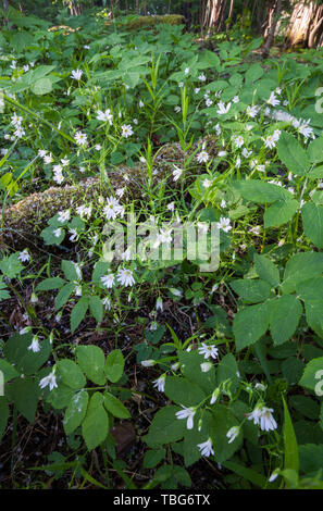 Addersmeat (Stellaria holostea floraison) Banque D'Images