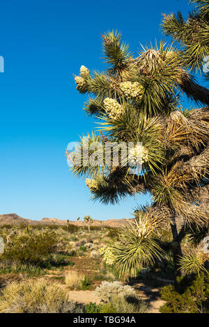 Joshua Trees blooming dans Joshua Tree National Park, Californie, USA. Banque D'Images