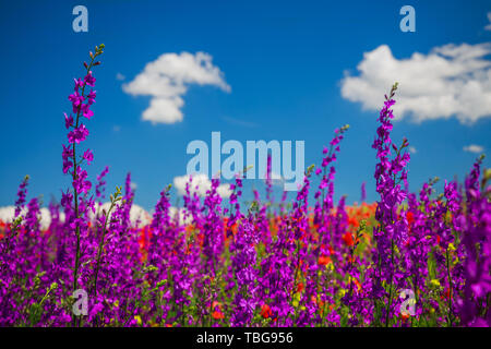 Paysage de printemps avec rouge, rose et violet sur un pré de fleurs sauvages. Banque D'Images