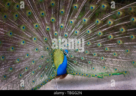 Avec des plumes de paon étendu dans un parc naturel Banque D'Images