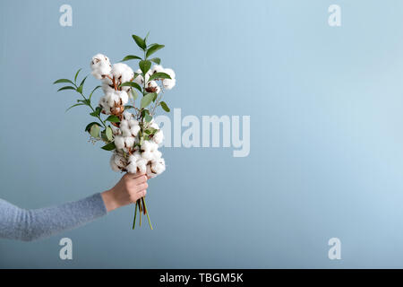 Femme hand holding composition florale avec fleurs de coton sur fond gris Banque D'Images