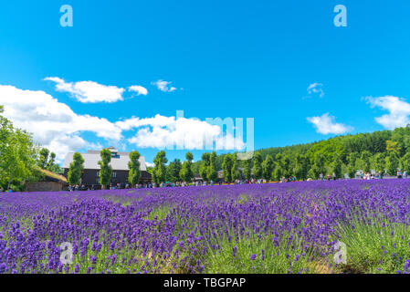 Fleurs de Lavande violet gilet domaine en été journée ensoleillée avec arrière-plan naturel à la ferme Tomita, Furano, Hokkaido, Japon Banque D'Images