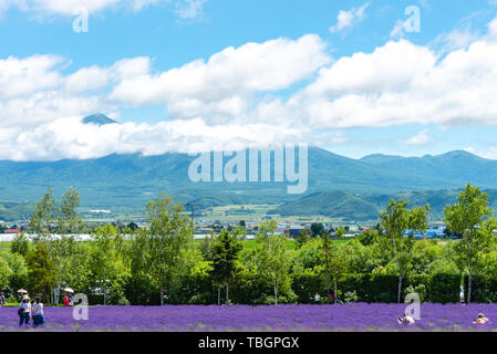 Bénéficiant d'une veste violette fleurs de lavande en été journée ensoleillée sur le terrain à la ferme Tomita, Furano, Hokkaido, Japon Banque D'Images