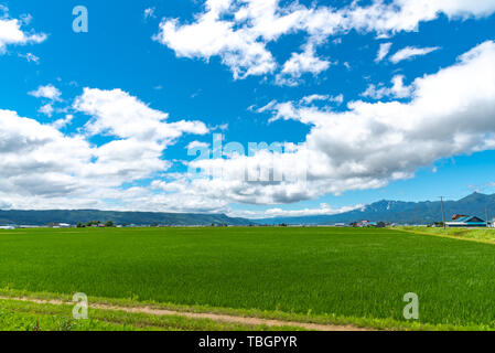 Belle vue sur champ vert en été journée ensoleillée à Furano Town, Hokkaido, Japon. Banque D'Images
