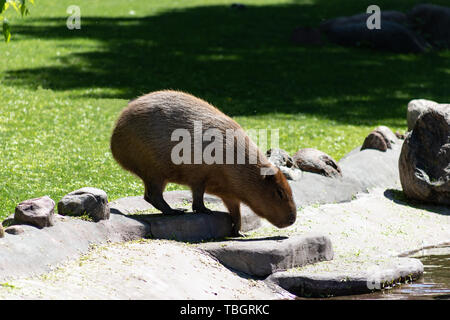 Funny animal capybara d'Amérique du Sud dans le zoo de Moscou la natation dans l'étang au soleil Banque D'Images